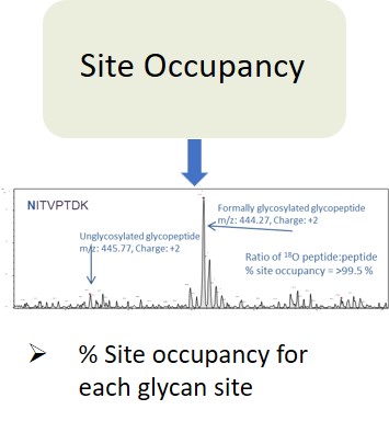 Ludger Glycan Analysis - Level 3 - Site Occupancy Analysis