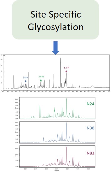 Ludger Glycan Analysis - Level 3 - Site Specific Glycosylation Analysis
