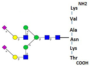 Ludger Quantitative Glycopeptide Standard - CFG structure