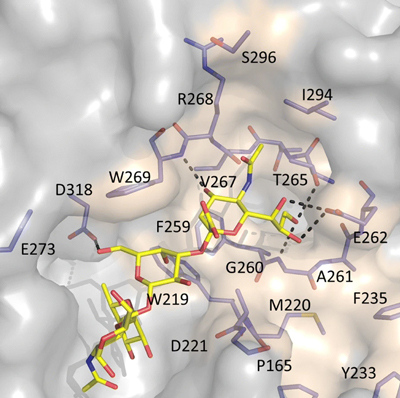 Ludger - Publication in Mol Cell - Figure 4d
