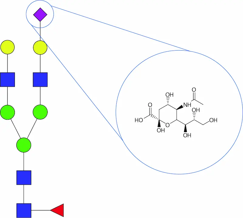 Ludger - Review in Biomarkers in Medicine Journal - Fig 1