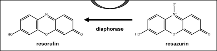 Ludger Publication - Glycobiology