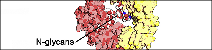 Ludger Publication - Journal of Biotechnology