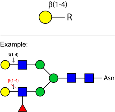 Ludger Beta-(1-4)-galactosidase enzyme structure