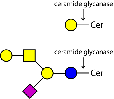 Ludger Ceramide Glycanase enzyme structure
