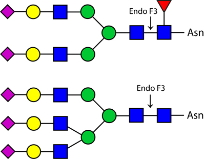 Ludger Endo F3酶結構