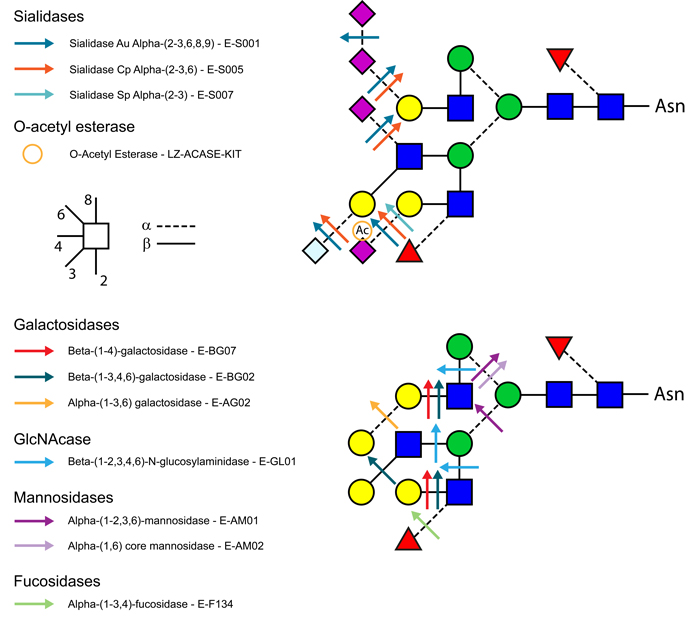 Ludger Enzyme Sequencing Example