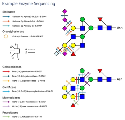 Ludger Exoglycosidase Enzyme Sequencing Example