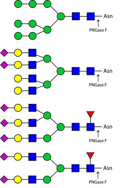 Ludger PNGase F酶结构