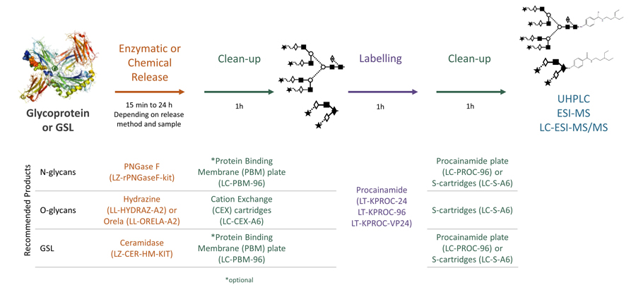 ludger procainamide glycan labelling workflow