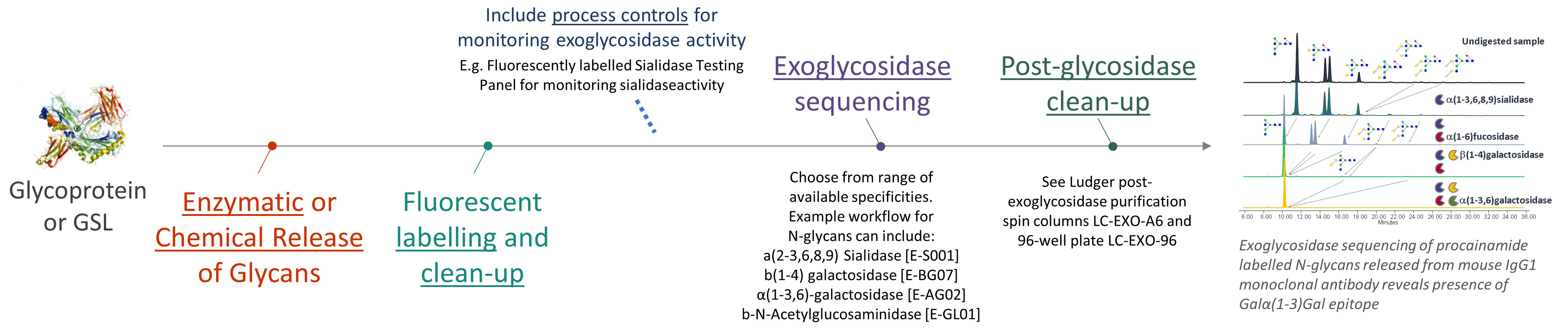 Ludger Exoglycosidase Sequencing Workflow - Sialidase Testing Panel