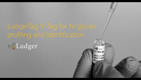 ludger v-tag glycan release and labelling kit