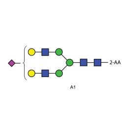 A1 glycan (A2G2S1, G2S1), 2-AA labelled