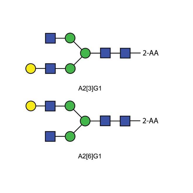 A2G1 glycan (G1), 2AA labelled