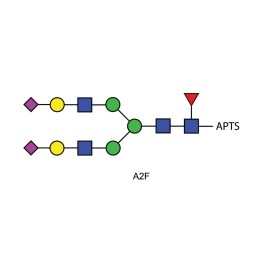 A2F glycan (FA2G2S2, G2FS2), APTS labelled