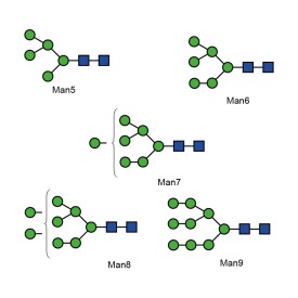 High Mannose Glycan Library