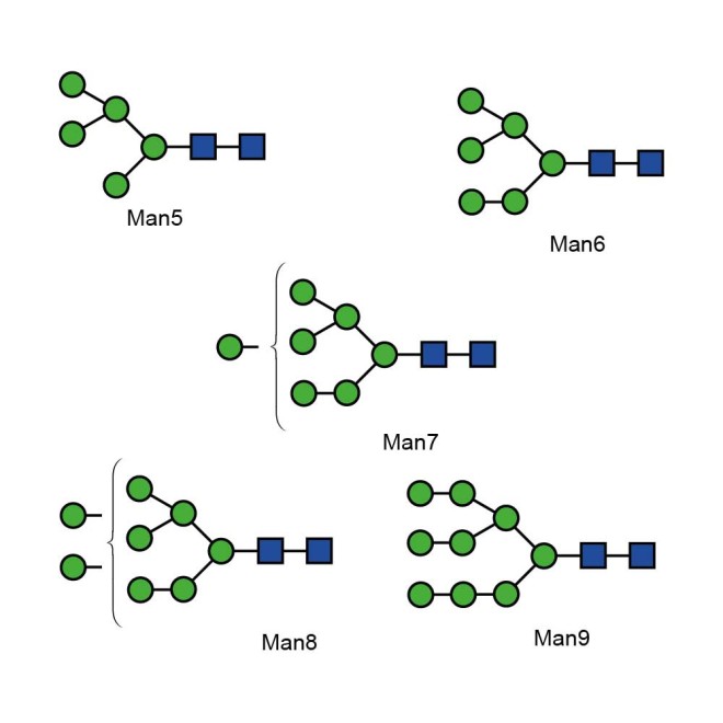 High Mannose Glycan Library