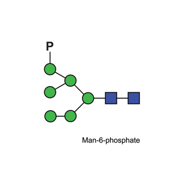 Mannose 6 phosphate quantitative standard