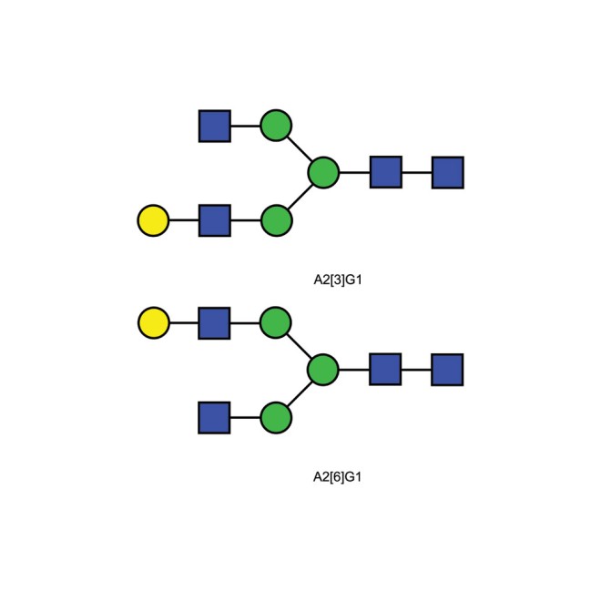 A2G1 glycan (G1)