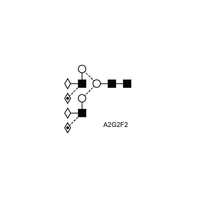 A2G2F2 glycan; Lewis X containing N-glycan