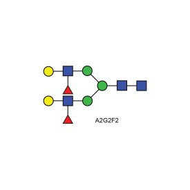 A2G2F2 glycan; Lewis X containing N-glycan
