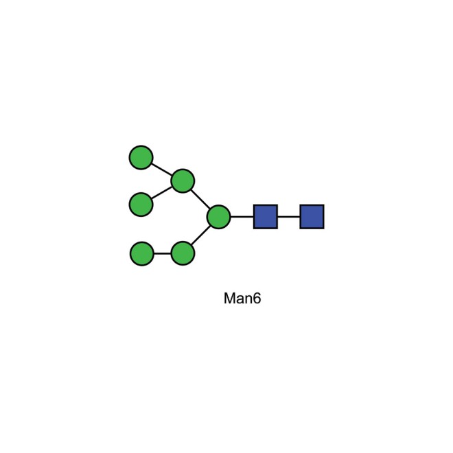 Man-6 glycan