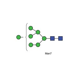 Man-7 glycan