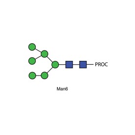 Man-6 glycan, procainamide labelled