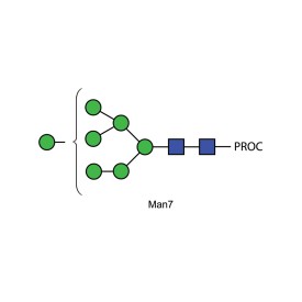 Man-7 glycan, procainamide labelled