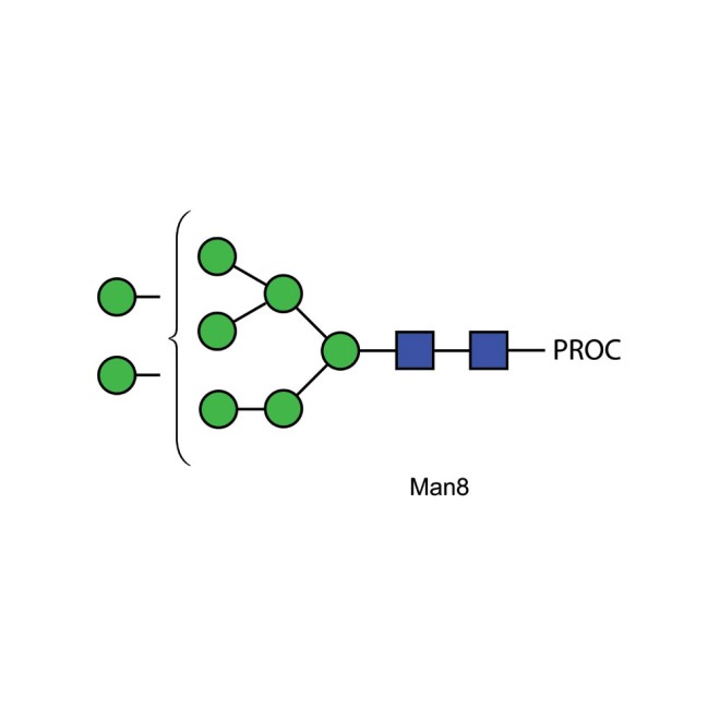 Man-8 glycan, procainamide labelled