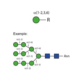 α-(1-2,3,6) mannosidase