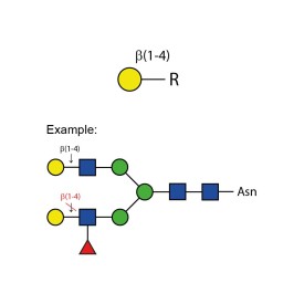 β-(1-4)-galactosidase