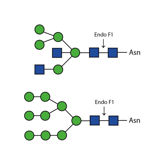 Endoglycosidase F1