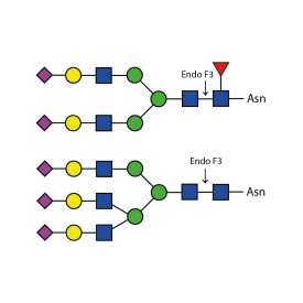 Endoglycosidase F3