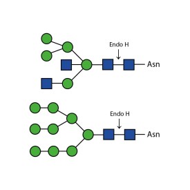 Endoglycosidase H