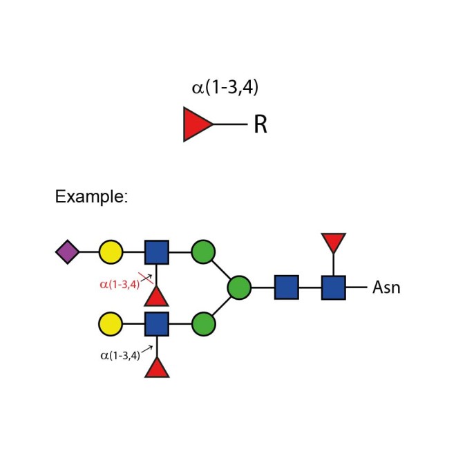 α-(1-3,4) fucosidase