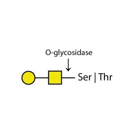 O-glycosidase