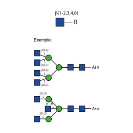 β-N-acetylglucosaminidase