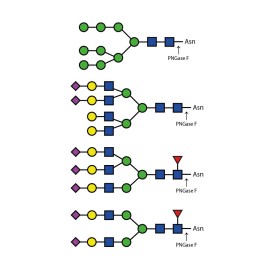 PNGase F (Peptide N Glycosidase F)