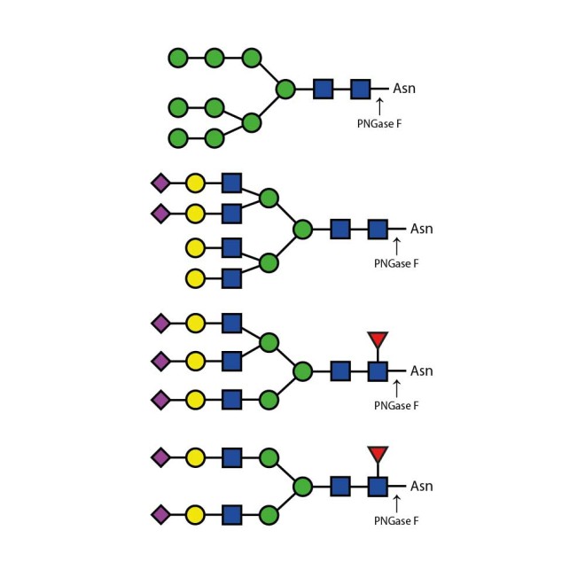 PNGase F (Peptide N Glycosidase F)