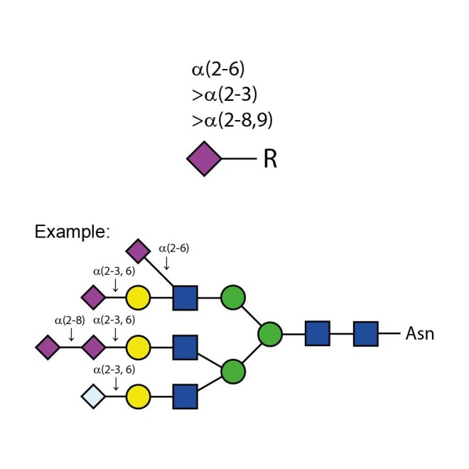 Sialidase Au α-(2-3,6,8,9)