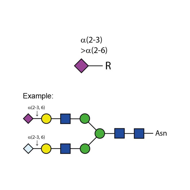 Sialidase Cp α-(2-3,6)