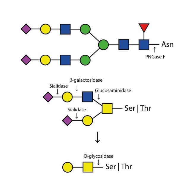 Enzymatic DeGlycoMx Kit