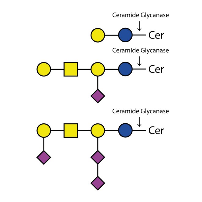 Ceramide Glycanase Kit