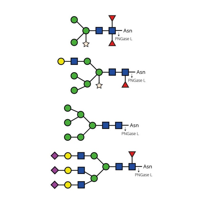 LudgerZyme PNGase L Kit