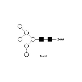 Man-6 glycan, 2-AA labelled