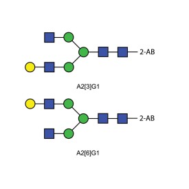 A2G1 glycan (G1), 2-AB labelled