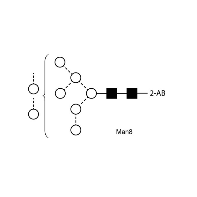 Man-8 glycan, 2-AB labelled
