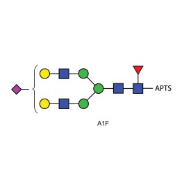 A1F glycan (FA2G2S1, G2FS1), APTS labelled