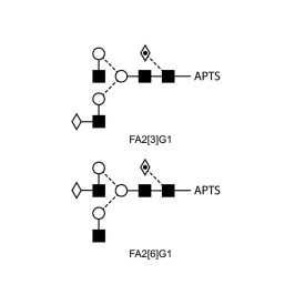 FA2G1 glycan (G1F), APTS labelled